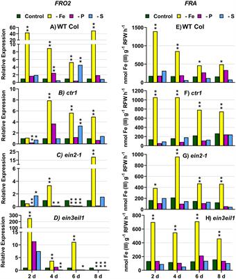 Influence of Ethylene Signaling in the Crosstalk Between Fe, S, and P Deficiency Responses in Arabidopsis thaliana